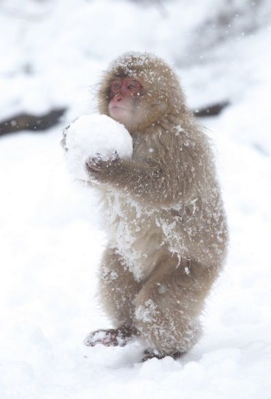 36JQobidGw9iLrLMI4lZ_monkey