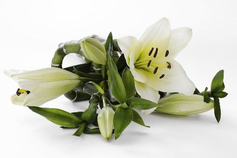 lily-2124772_960_720