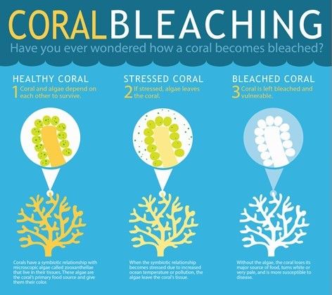 coralbleaching-large
