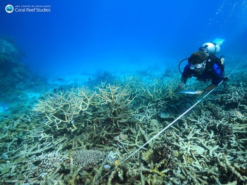 Scientists-measure-coral-mortality-following-bleaching-north