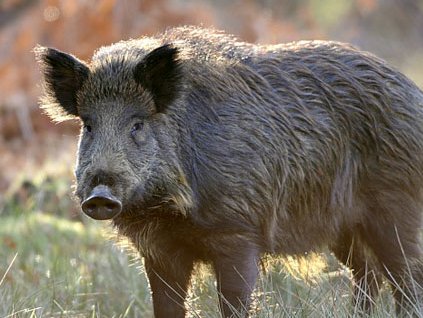 wild-boar