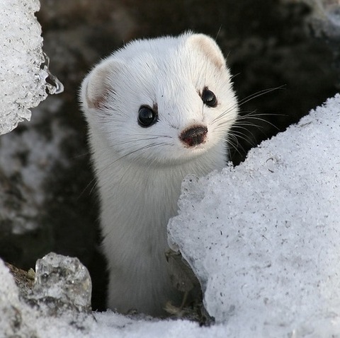 vKZG7KlKV7p9xOYRwfFR_weasel