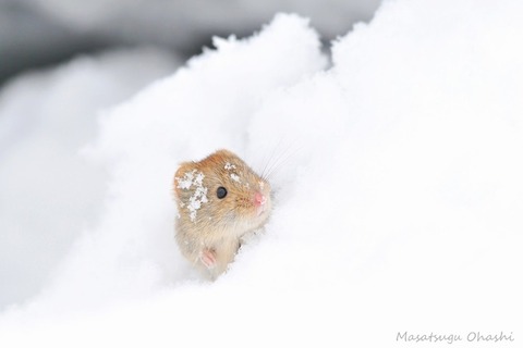 iKSPfAzZnTwNW49ZdanK_snow2
