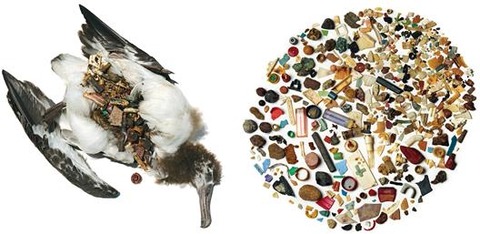 sfw_plastic_ocean_seabird