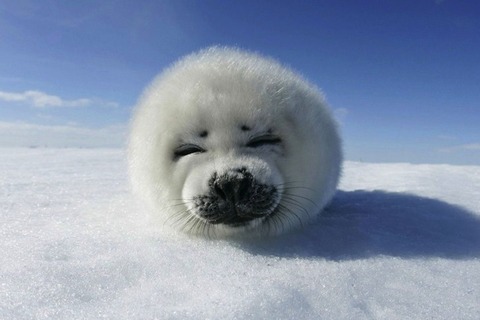 REq9CccW8ydDG7NnJXJr_seal