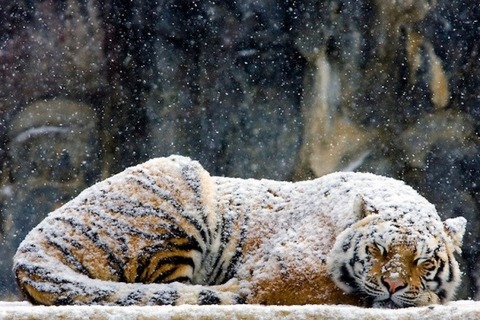 2ds76PN8yqC7YulTkENk_tiger2