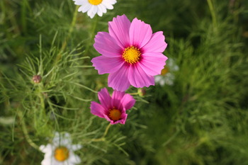 コスモス