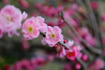 枝垂れ梅