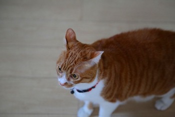 ラン