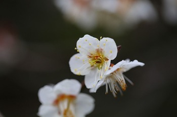 梅
