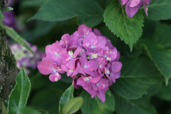 紫陽花