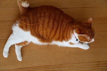 ラン