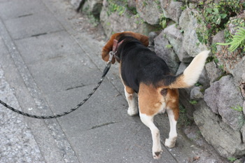ゴン
