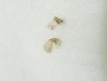 美白クリーム新作からレアものまで ホナミの仕事備忘録