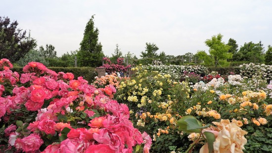DSCN0052