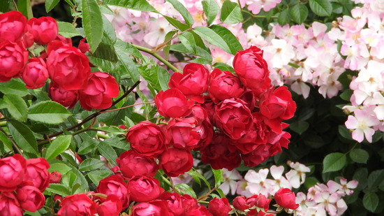 DSCN9907