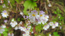 DSCN1433