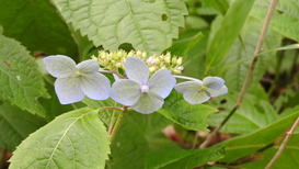 DSCN1311