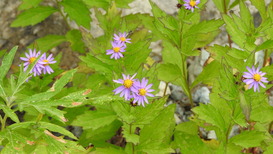 DSCN1443
