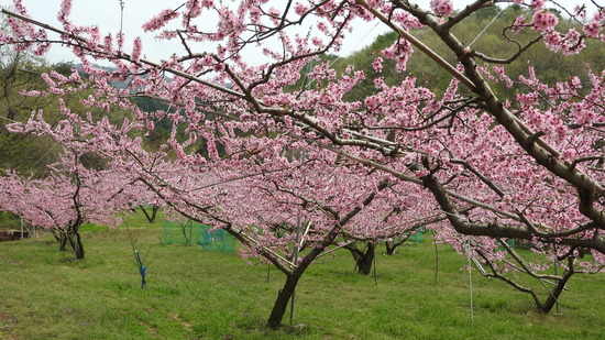 DSCN2371