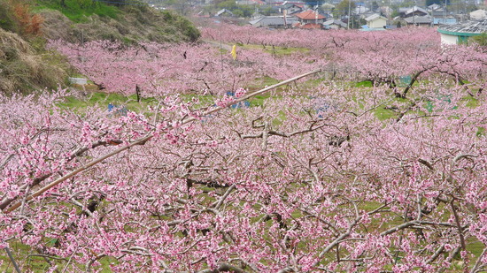 DSCN2407