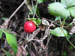 DSCN6303