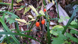 DSCN1295