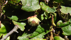 DSCN8268