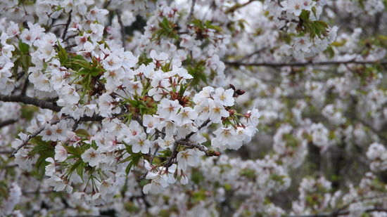 DSCN0534