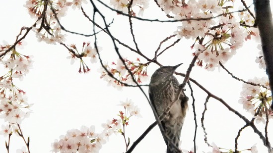 DSCN0905