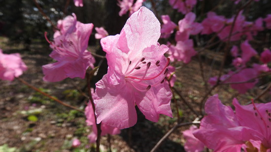 DSCN7135