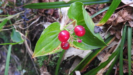 DSCN1281