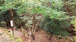 DSCF1555