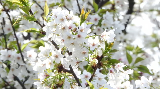 DSCN0290