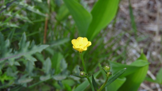 DSCN1379