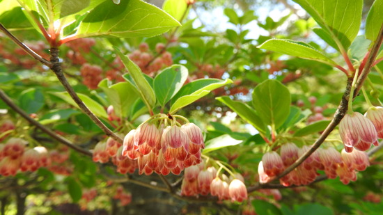 DSCN3300