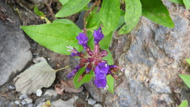 DSCN1496