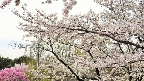 DSCN0818 (2)