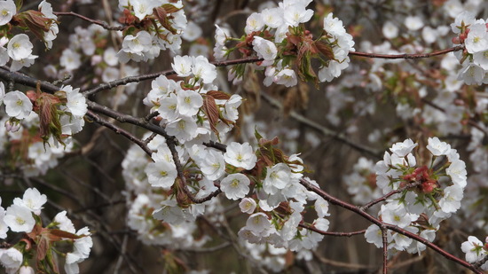 DSCN2363