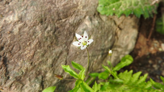 DSCN4916