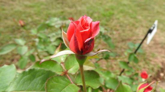 DSCN8707