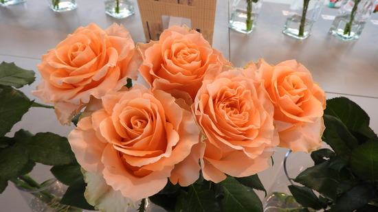 DSCN0339