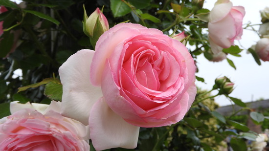 DSCN0280