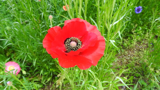 DSCN1907