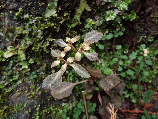 DSCF1465