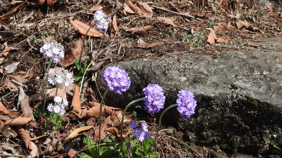 DSCN3019