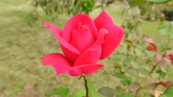 DSCN8709