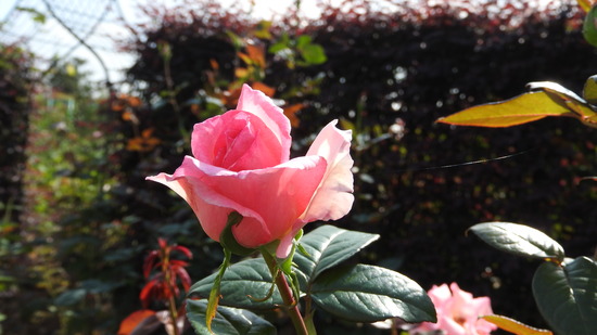 DSCN8771