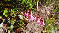 DSCN9007