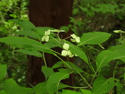 DSCN6372